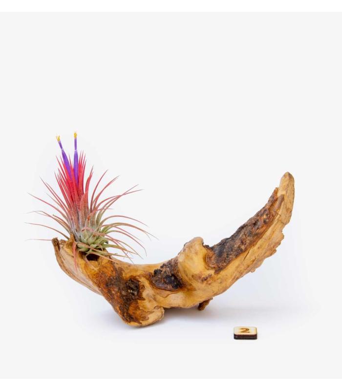 Comprar Planta de aire tillandsia con soporte Raiz de Oliva