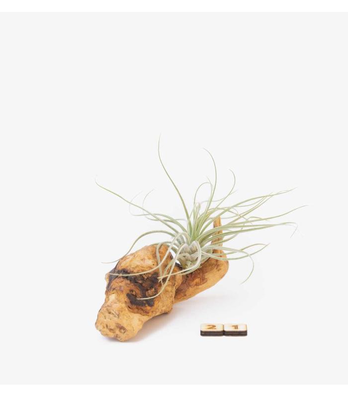 Comprar Planta de aire tillandsia con soporte Olive Root