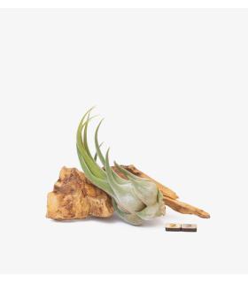 Comprar Planta de aire tillandsia con soporte Raíz de Olivo
