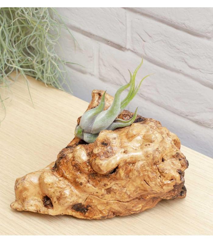 Comprar Planta de aire tillandsia con soporte Raíz de Olivo