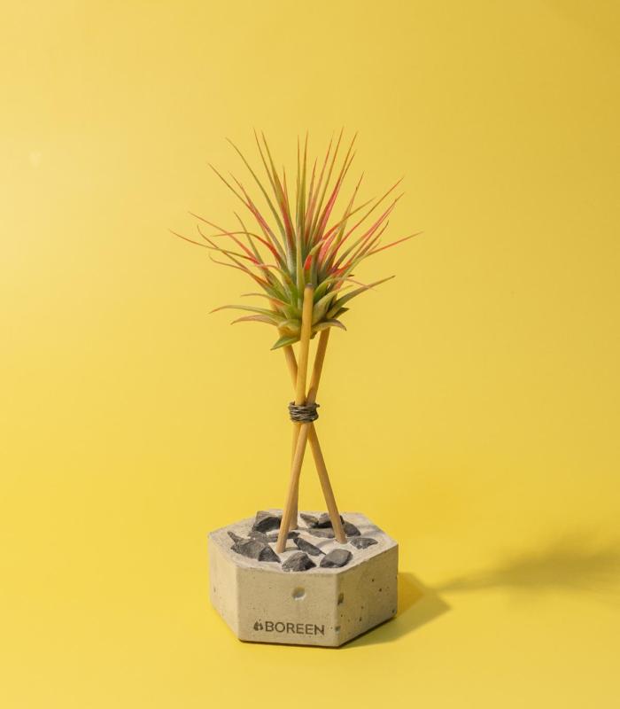 Comprar Planta de aire tillandsia con soporte Concrete hexagon with stones and rods
