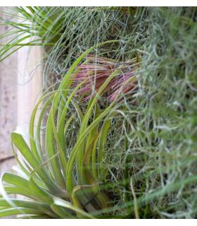 Comprar Planta de aire tillandsia con soporte Quadratischer vertikaler Garten 90cm