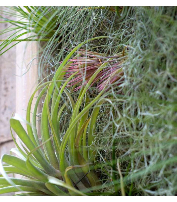 Comprar Planta de aire tillandsia con soporte Jardim vertical quadrado 90cm