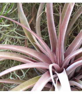Comprar Planta de aire tillandsia con soporte Jardín vertical cuadrado 90cm