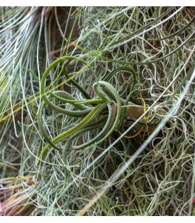 Comprar Planta de aire tillandsia con soporte Square vertical garden 90cm