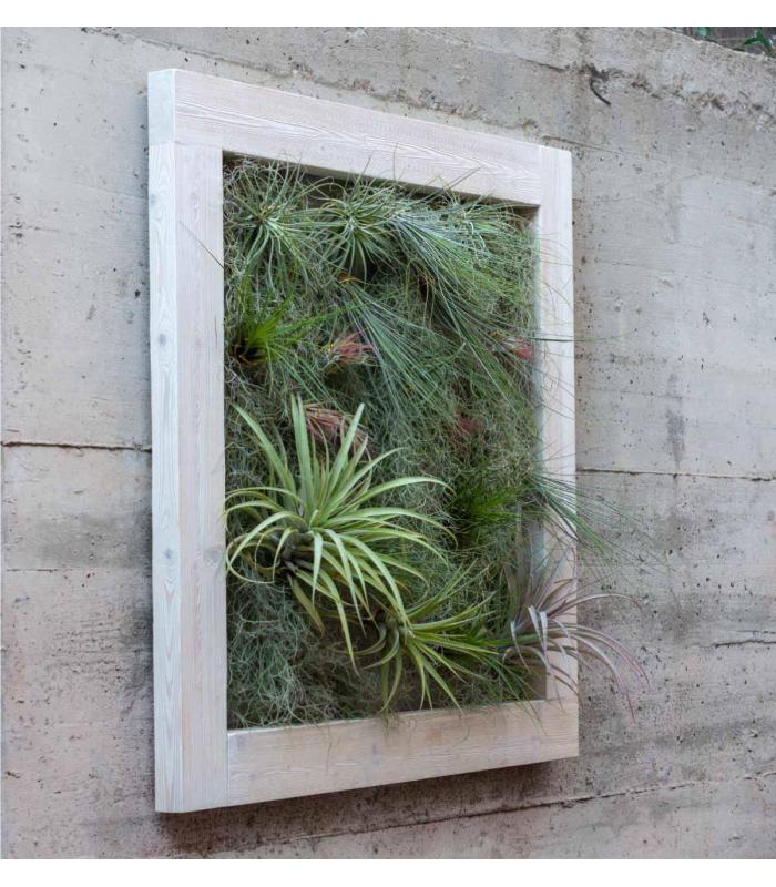 Comprar Planta de aire tillandsia con soporte Quadratischer vertikaler Garten 90cm