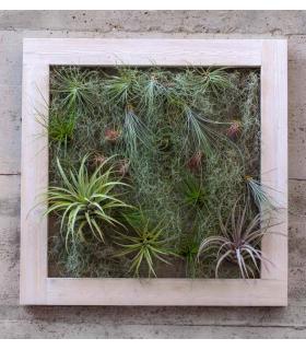Comprar Planta de aire tillandsia con soporte Giardino verticale quadrato 90cm
