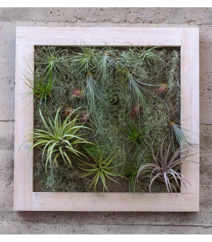 Comprar Planta de aire tillandsia con soporte Square vertical garden 90cm