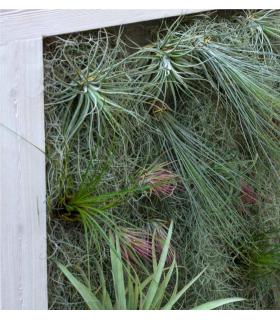 Comprar Planta de aire tillandsia con soporte Square vertical garden 90cm