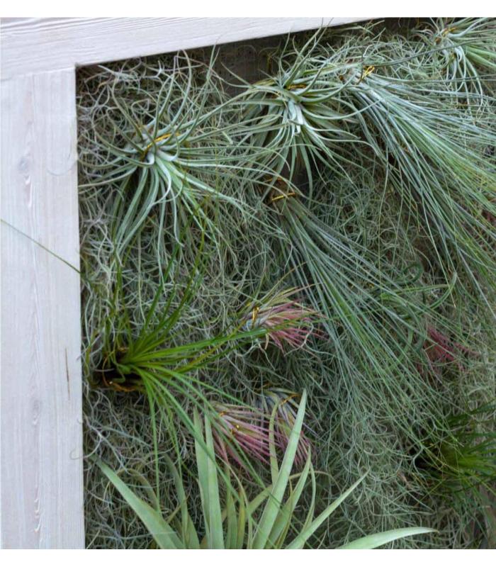 Comprar Planta de aire tillandsia con soporte Giardino verticale quadrato 90cm