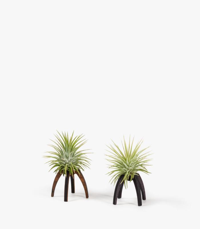 Comprar Planta de aire tillandsia con soporte Soporte Essi de madera