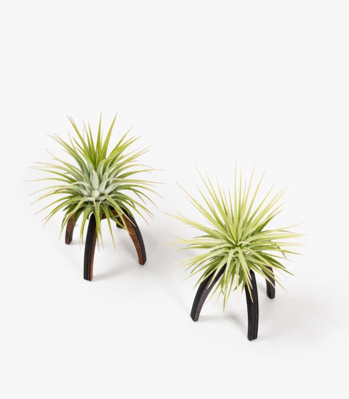 Comprar Planta de aire tillandsia con soporte Wooden Essi support