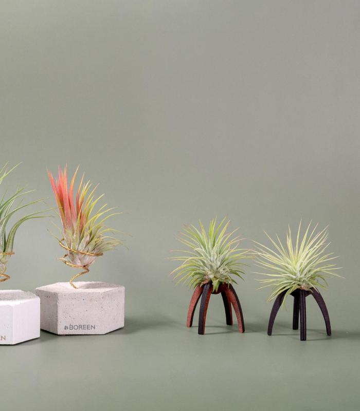 Comprar Planta de aire tillandsia con soporte Soporte Essi de madera
