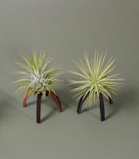 Comprar Planta de aire tillandsia con soporte Wooden Essi support