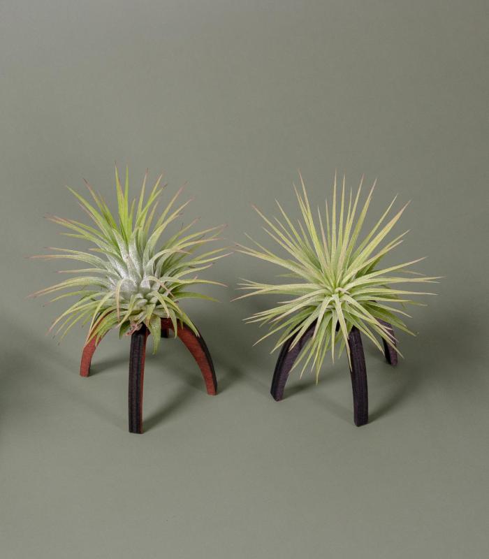 Comprar Planta de aire tillandsia con soporte Support de Essi en bois