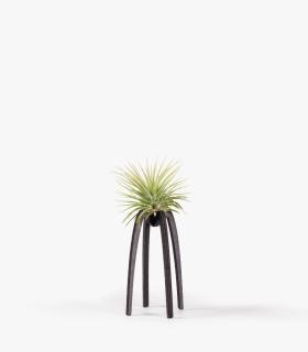 Comprar Planta de aire tillandsia con soporte Support de Essi en bois