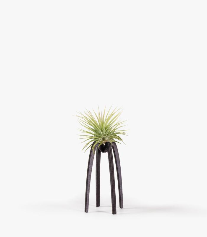 Comprar Planta de aire tillandsia con soporte Support de Essi en bois