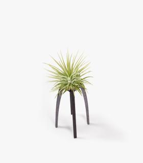 Comprar Planta de aire tillandsia con soporte Soporte Essi de madera