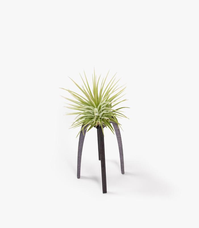 Comprar Planta de aire tillandsia con soporte Support de Essi en bois
