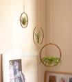 Comprar Planta de aire tillandsia con soporte Pack of wooden hoop pendants (3 units)
