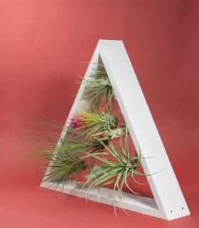 Comprar Planta de aire tillandsia con soporte Triangular vertical garden