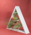 Comprar Planta de aire tillandsia con soporte Jardín vertical triangular