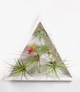 Comprar Planta de aire tillandsia con soporte Jardin vertical triangulaire