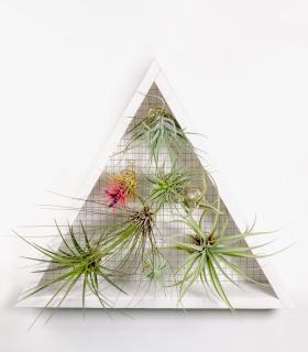 Comprar Planta de aire tillandsia con soporte Jardim vertical triangular