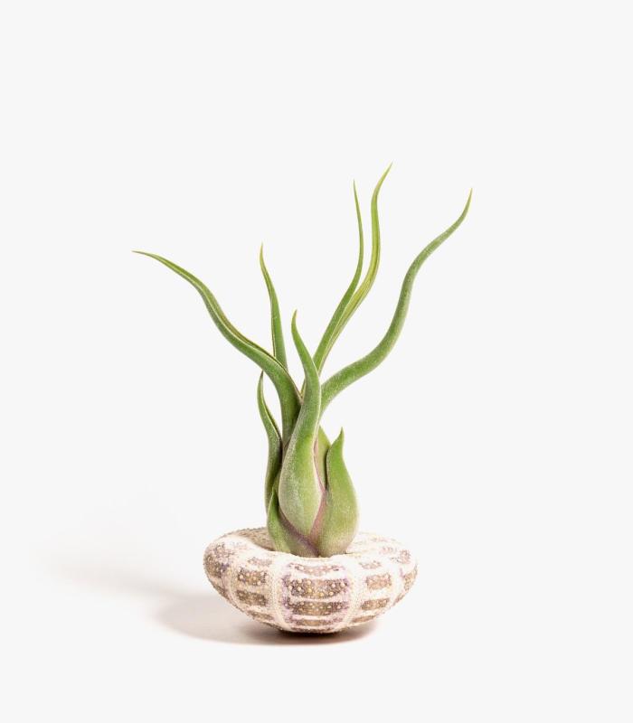 Comprar Planta de aire tillandsia con soporte Concha do mar de Milia