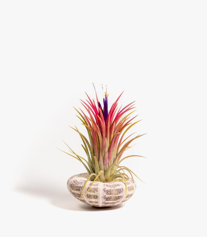Comprar Planta de aire tillandsia con soporte Caracola de mar Milia