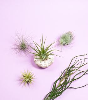 Comprar Planta de aire tillandsia con soporte Coquillage Milia