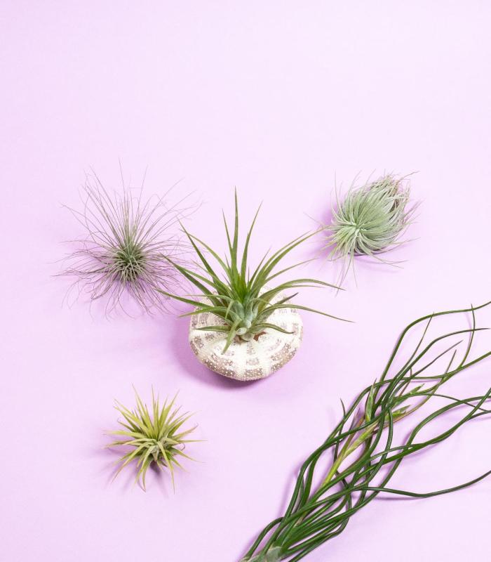 Comprar Planta de aire tillandsia con soporte Milia sea shell