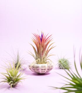 Comprar Planta de aire tillandsia con soporte Caracola de mar Milia