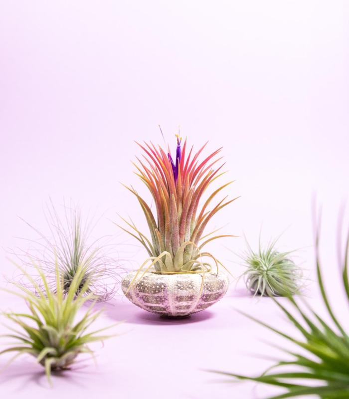 Comprar Planta de aire tillandsia con soporte Concha do mar de Milia