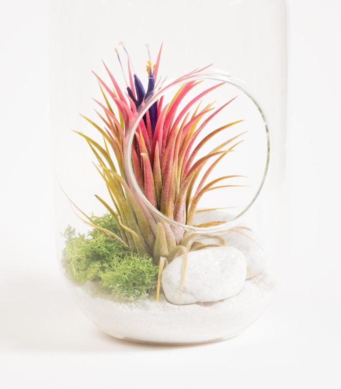 Comprar Planta de aire tillandsia con soporte Terrario di Colis