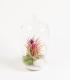 Comprar Planta de aire tillandsia con soporte Terrario di Colis
