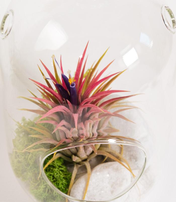 Comprar Planta de aire tillandsia con soporte Colis Terrarium