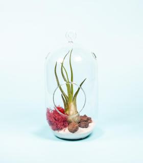Comprar Planta de aire tillandsia con soporte Colis Terrarium