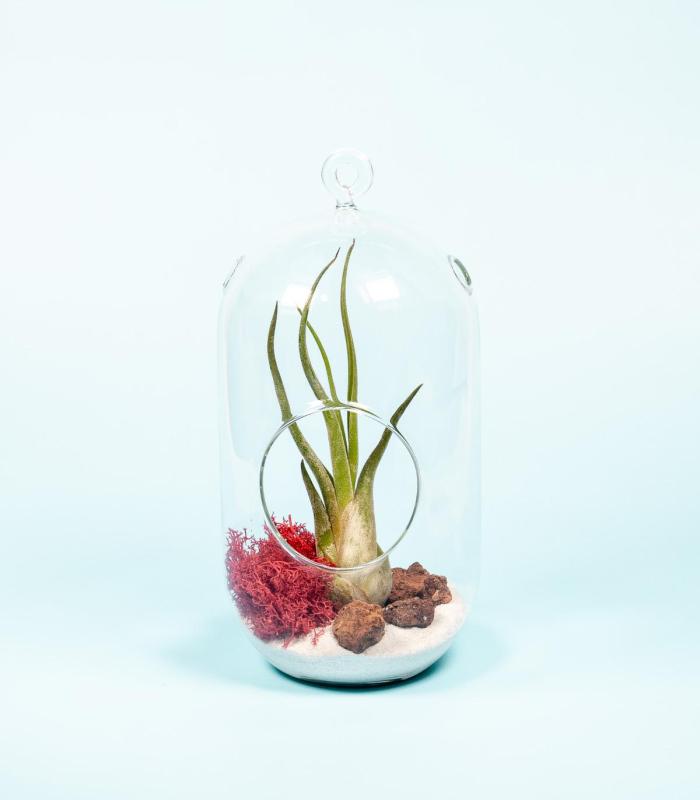 Comprar Planta de aire tillandsia con soporte Terrario di Colis