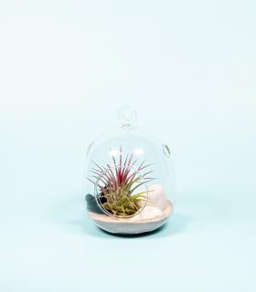 Comprar Planta de aire tillandsia con soporte Terrario di Colis