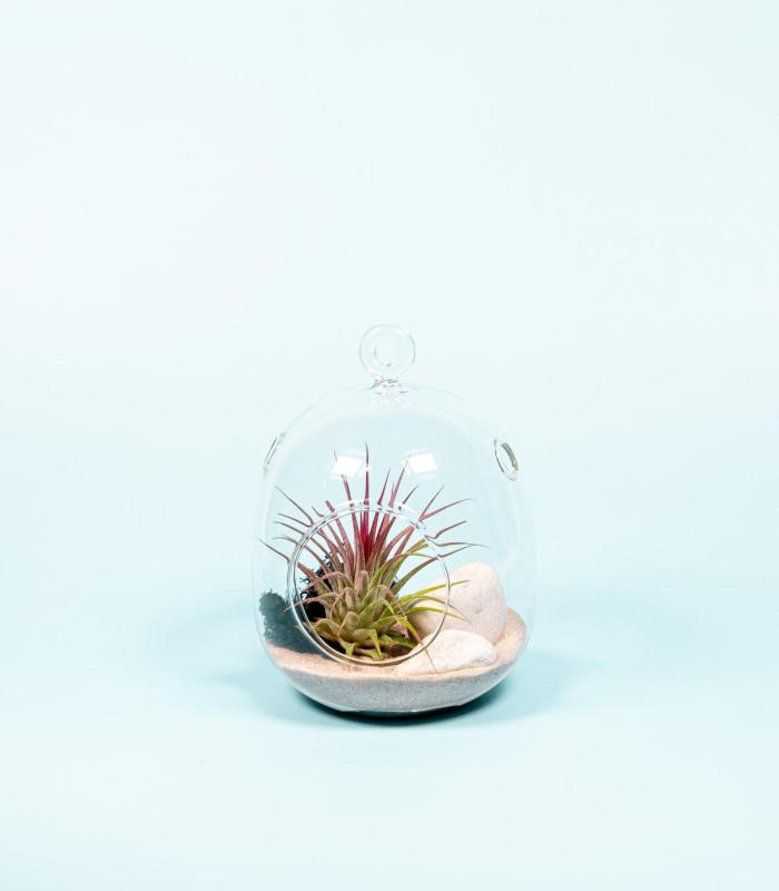 Comprar Planta de aire tillandsia con soporte Colis Terrarium