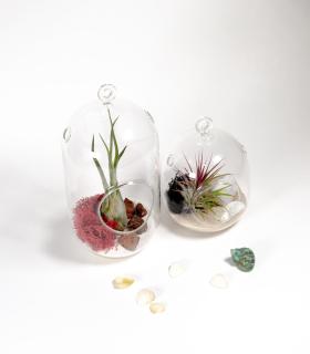 Comprar Planta de aire tillandsia con soporte Terrario Colis