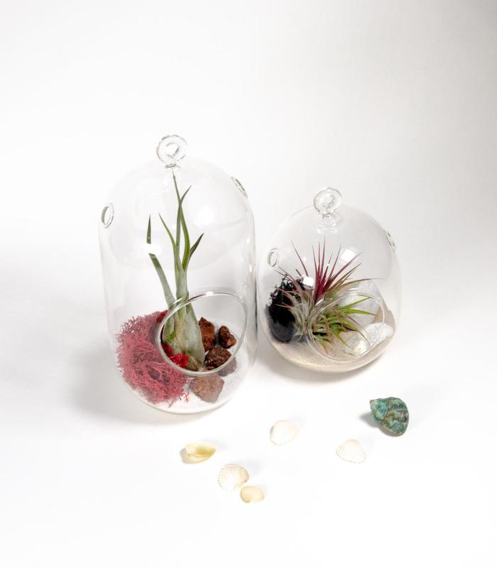 Comprar Planta de aire tillandsia con soporte Terrario Colis