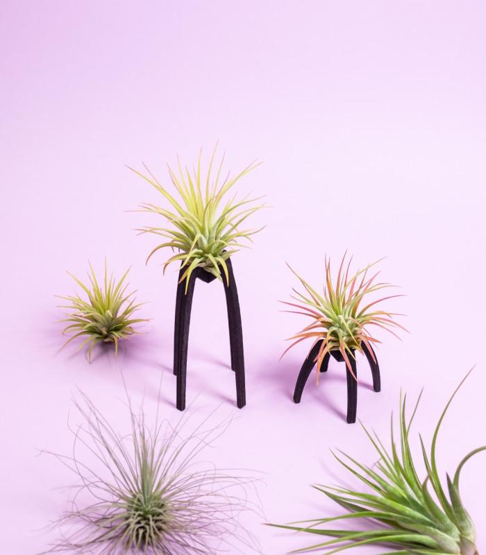 Comprar Planta de aire tillandsia con soporte Hölzerne Essi Halterung
