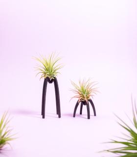 Comprar Planta de aire tillandsia con soporte Supporto Essi in legno