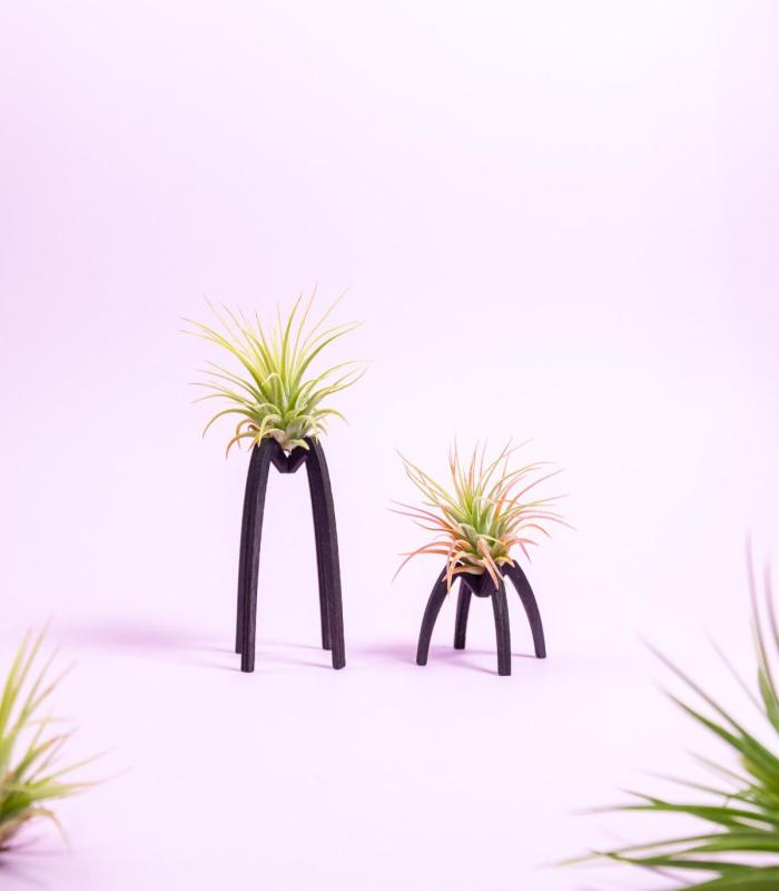 Comprar Planta de aire tillandsia con soporte Soporte Essi de madera