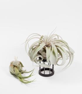 Comprar Planta de aire tillandsia con soporte Wooden Gab support