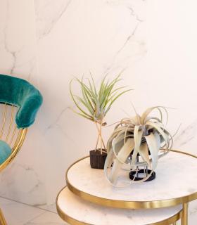 Comprar Planta de aire tillandsia con soporte Wooden Gab support