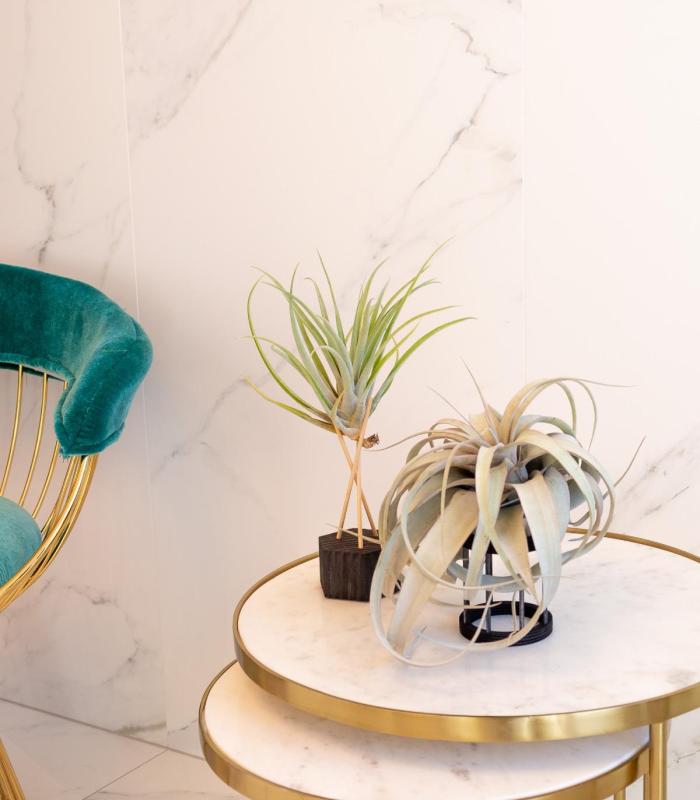 Comprar Planta de aire tillandsia con soporte Suporte de Gab de madeira