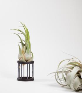 Comprar Planta de aire tillandsia con soporte Soporte Gab de madera